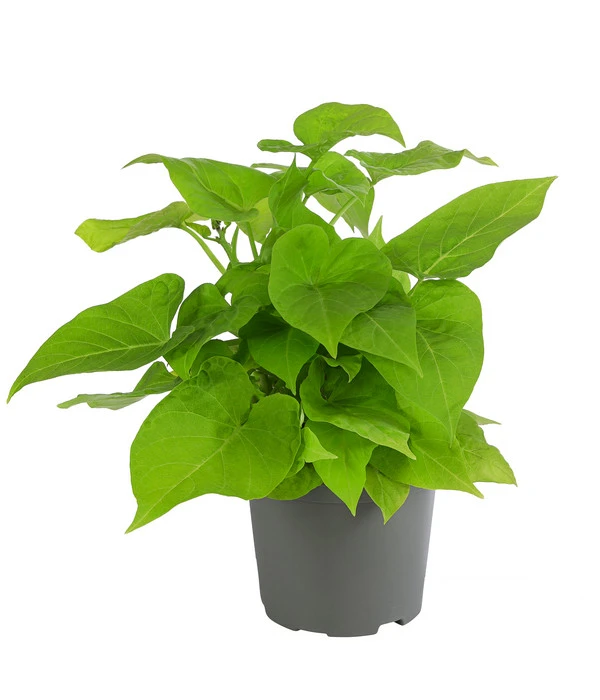 Süßkartoffel, Verschiedene Farben 3 Süßkartoffel, Verschiedene Farben