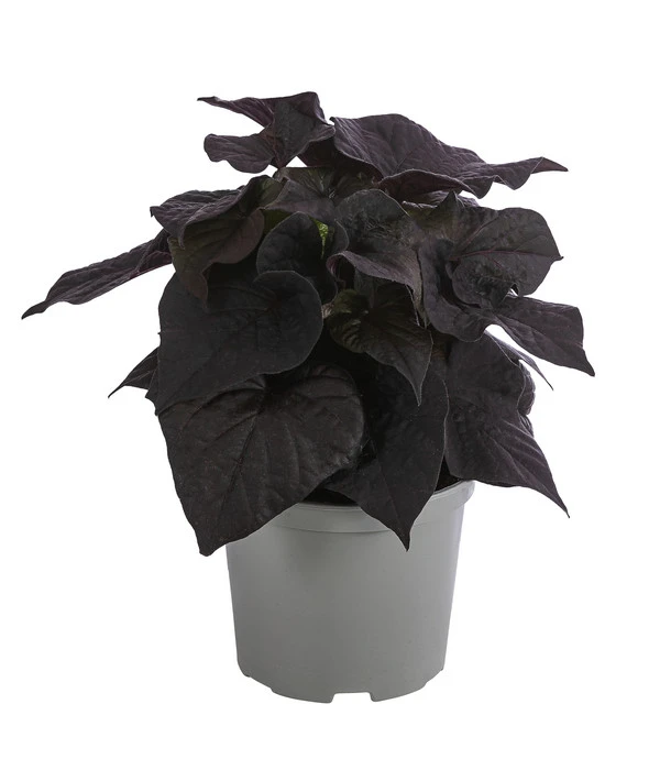 Süßkartoffel, Verschiedene Farben 4 Süßkartoffel, Verschiedene Farben - Image 2