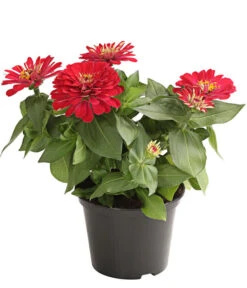 Zwergzinnie, Verschiedene Sorten -Gartenserien Verkaufsgeschäft 8826778 WE FS 001 ZwergzinnieZinniaElegansT13RotDehnerExpressHerzig