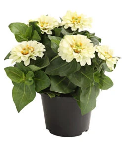 Zwergzinnie, Verschiedene Sorten -Gartenserien Verkaufsgeschäft 8826778 WE FS 001 ZwergzinnieZinniaElegansT13WeissDehnerExpressHerzig