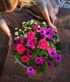 Beet- & Balkonpflanzen-Set Rosa Frühling, 6-teilig -Gartenserien Verkaufsgeschäft 8827982 WE MO 003 BB SetFruehjahrRosa