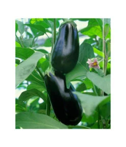 Dehner Gourmet Garten Aubergine, Veredelt -Gartenserien Verkaufsgeschäft 8830051 BildFS 001 AubergineCarmenGgAubergineCarmen