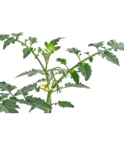 Zuckertomate, Orange -Gartenserien Verkaufsgeschäft 8830101 WE DE 003 ZuckertomateOrangeResistent