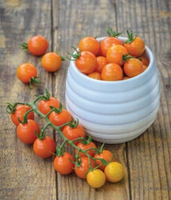 Zuckertomate, Orange -Gartenserien Verkaufsgeschäft 8830101 WE MO 002 Zuckertomate