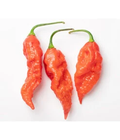 Geisterchili 9 Geisterchili -Gartenserien Verkaufsgeschäft 8830630 WE DE 001 IndischerGeisterchili