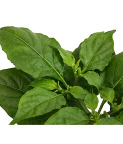 Geisterchili 11 Geisterchili -Gartenserien Verkaufsgeschäft 8830630 WE DE 002 IndischerGeisterchili