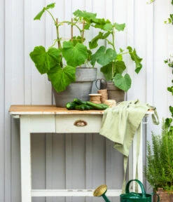 Schlangengurke 12 Schlangengurke -Gartenserien Verkaufsgeschäft 8830663 WE MO 002 Gurke CucurbitaePepoZucchiniGruen