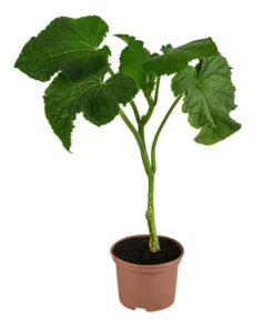 Schlangengurke 9 Schlangengurke -Gartenserien Verkaufsgeschäft 8830788 WE FS 001 Schlangengurke