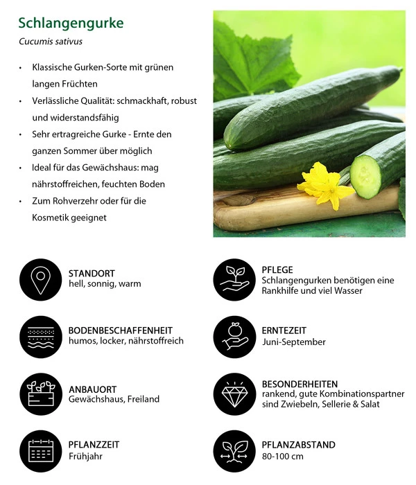 Schlangengurke 8 Schlangengurke - Image 6