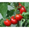 Bioland Buschtomate 1 Bioland Buschtomate -Gartenserien Verkaufsgeschäft 8831968 WE MO 001 BioBuschtomate