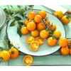 Cherrytomate 'Sungold' -Gartenserien Verkaufsgeschäft 8832107 8839326 WE MO 001 CocktailtomateGelb
