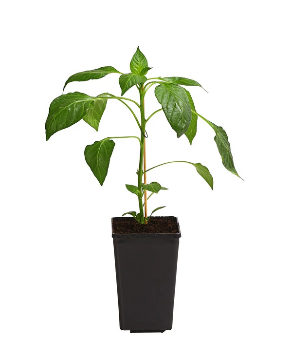 Spitzpaprika, Rot 4 Spitzpaprika, Rot - Image 2