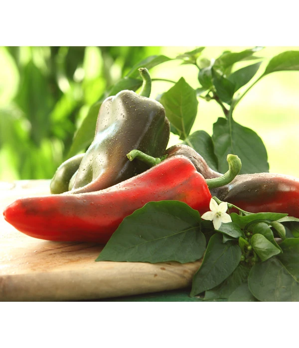 Spitzpaprika, Rot 3 Spitzpaprika, Rot