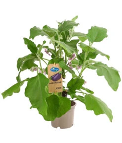 Pick-&-Joy® Aubergine Mit Früchten