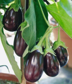 Pick-&-Joy® Aubergine Mit Früchten 8 Pick-&-Joy® Aubergine Mit Früchten -Gartenserien Verkaufsgeschäft 8838047 WE DE 001 AubergineOphelliaF1Fruechte
