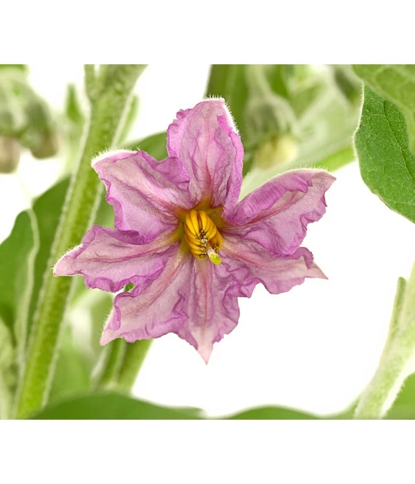 Pick-&-Joy® Aubergine Mit Früchten 6 Pick-&-Joy® Aubergine Mit Früchten - Image 4