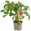 Pick-a-Tom® Cocktailtomate Mit Früchten, Rot -Gartenserien Verkaufsgeschäft 8838757 PR FS 002 PickaTomCherrytomateRotT14DehnerExpressHerzig