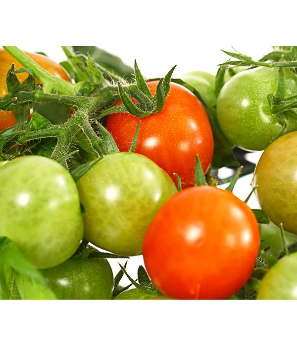 Pick-a-Tom® Cocktailtomate Mit Früchten, Rot 7 Pick-a-Tom® Cocktailtomate Mit Früchten, Rot - Image 5