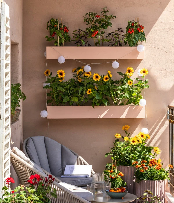 Pick-a-Tom® Cocktailtomate Mit Früchten, Rot 5 Pick-a-Tom® Cocktailtomate Mit Früchten, Rot - Image 3