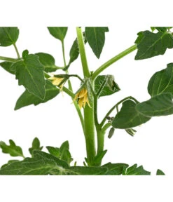 Tomate 'Previa' -Gartenserien Verkaufsgeschäft 8839136 WE DE 001 TomatePrevia