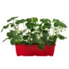 Erdbeerkasten 1 Erdbeerkasten -Gartenserien Verkaufsgeschäft 8842106 WE FS 002 FragariaErdbeerkasten40
