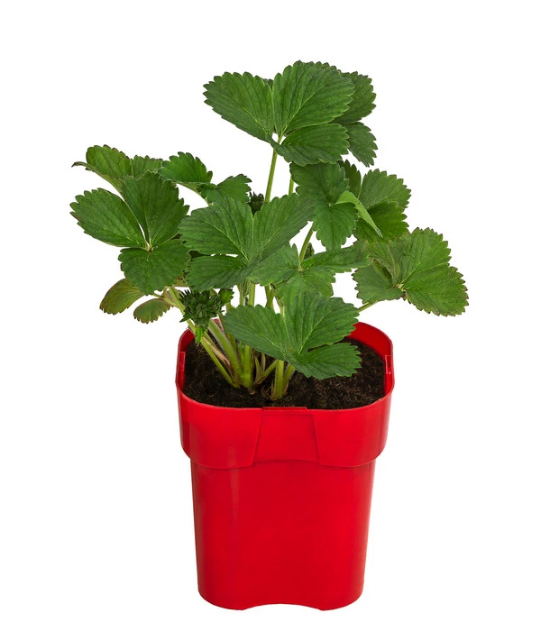 XXL Erdbeere 'Korona' 4 XXL Erdbeere 'Korona' - Image 2