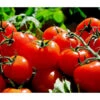 Bioland Tomate, Rundfruchtig -Gartenserien Verkaufsgeschäft 8842619 WE MO 002 TomateRundfruchtig