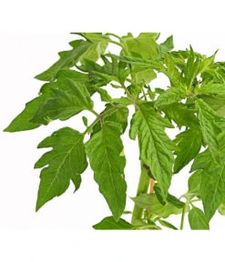 Bioland Fleischtomate -Gartenserien Verkaufsgeschäft 8842627 WE DE 001 BioFleischtomateT12DehnerExpressHerzig