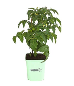 GREENBAR® Naschtomate