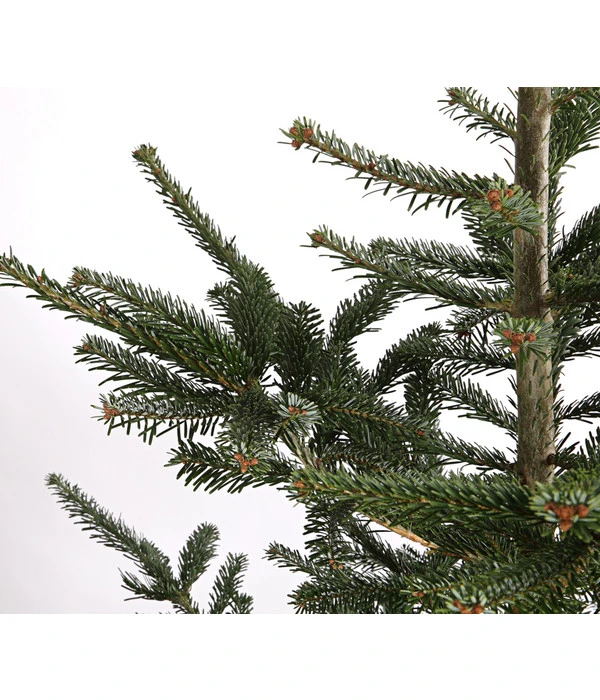 Nordmann-Tanne, Ca. 200-250 Cm, Gesägt 5 Nordmann-Tanne, Ca. 200-250 Cm, Gesägt - Image 3