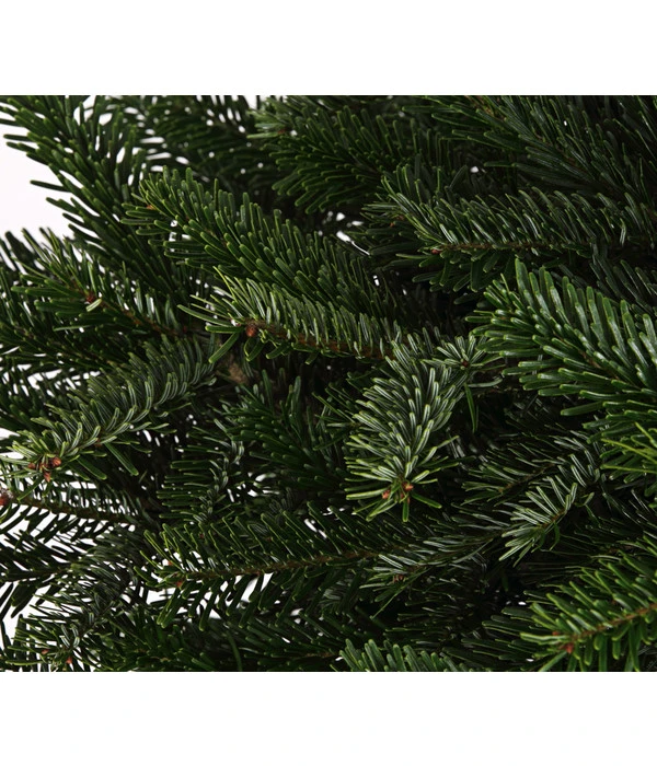 Nordmann-Tanne, Ca. 80-100 Cm, Im Topf Gewachsen 5 Nordmann-Tanne, Ca. 80-100 Cm, Im Topf Gewachsen - Image 3