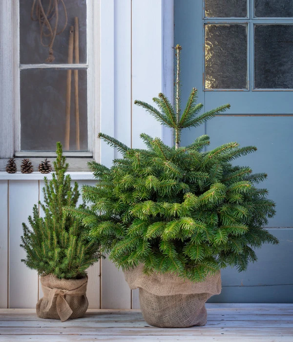 Nordmann-Tanne, Ca. 80-100 Cm, Im Topf Gewachsen 4 Nordmann-Tanne, Ca. 80-100 Cm, Im Topf Gewachsen - Image 2