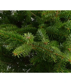 Nordmann-Tanne, Ca. 100-125 Cm, Im Topf Gewachsen -Gartenserien Verkaufsgeschäft 8995953 WE DE 001 AbiesNordmannianaNordmanntanne100 125Container8LiterDehnerExpressHerzig