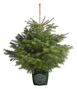 Nordmann-Tanne, Ca. 100-125 Cm, Im Topf Gewachsen