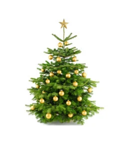 Nordmann-Tanne, Ca. 100-150 Cm, Gesägt -Gartenserien Verkaufsgeschäft 8996480 BildFS 004 AbiesNordmannStandard