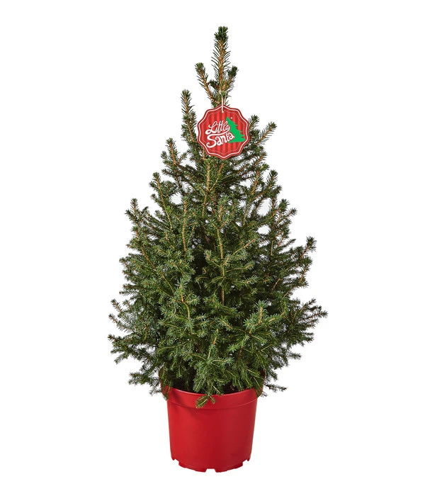 Weihnachtsbaum - Zwerg-Fichte 'Little Santa®' 3 Weihnachtsbaum - Zwerg-Fichte 'Little Santa®'