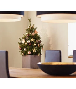 Weihnachtsbaum - Zwerg-Fichte 'Little Santa®' 7 Weihnachtsbaum - Zwerg-Fichte 'Little Santa®' -Gartenserien Verkaufsgeschäft 8997280 PR MO 002 PiceaLittleSanta5L