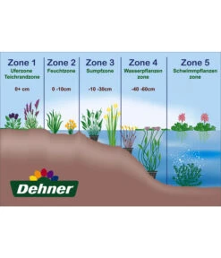 Zwerg-Schachtelhalm 7 Zwerg-Schachtelhalm -Gartenserien Verkaufsgeschäft WE DE 001 Teichzonen Wasserpflanzen Schild 2