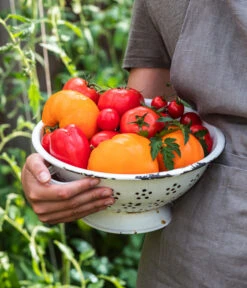 Tomate 'Garance' -Gartenserien Verkaufsgeschäft WE MO 001 Ernte Tomate 05
